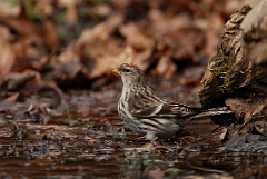 David Plant Photography - Wildlife Photography - Mealy redpoll - B